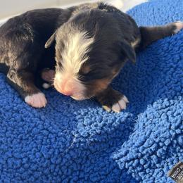 White - Black rust and white female Bernese Mountain Dog puppy in North Grove, Indiana from J&F Country Canines