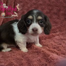 Dachshund Puppies from The Spotted Doxie