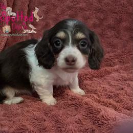 Dachshund Puppies from The Spotted Doxie