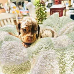Sage - Dapple male Dachshund puppy in Fontana, California from DOXI.E.