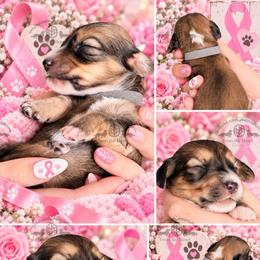 Mr. Gray-2600 - Cream male Dachshund puppy in Sparr, Florida from From the Heart Doxies