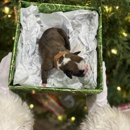 Holly - Fawn female Boxer puppy in Waycross, Georgia from David's Boxers