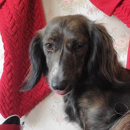 Bindi - Dachshund