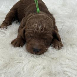 Green Girl - Red  female Goldendoodle puppy in Waskom, Texas from Pearls & Curls doodles & poodles