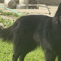 Belgian Sheepdogs and Golden Retrievers from Mi-Kels Belgians and Goldens
