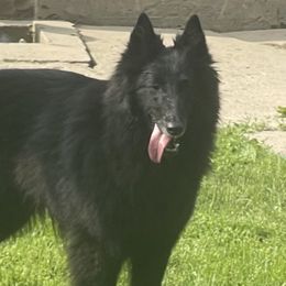 Belgian Sheepdogs and Golden Retrievers from Mi-Kels Belgians and Goldens