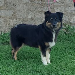 Sassy - Australian Shepherd