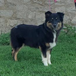 Sassy - Australian Shepherd