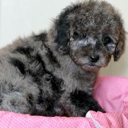 Merle girl - Merle female Goldendoodle puppy in Rush, New York from Care Bear Puppies