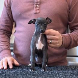 Girl 2 - Seal female Italian Greyhound puppy in Sugar Valley, Georgia from Pinnacle Farm and Kennel