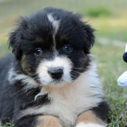 Australian Shepherd and Pyrenean Shepherd Puppies from Coolmoor