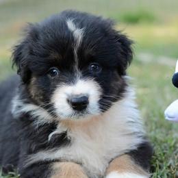 Australian Shepherd and Pyrenean Shepherd Puppies from Coolmoor