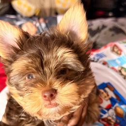Teddy - Chocolate and tan male Yorkshire Terrier puppy in Parma, Ohio from My Exotic Yorkies LLC
