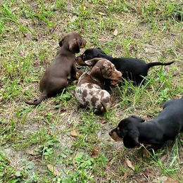 Dachshund Puppies from Newbern's Nuggets