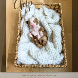 Chip - Red  male Goldendoodle puppy in Bell Buckle, Tennessee from Precious Puptown Doodles