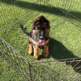 AKC Orange Girl - Black and red female German Shepherd puppy in Bakersfield, California from Aguirre Farm
