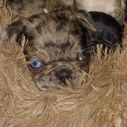 Pugs from Brenda Marquez