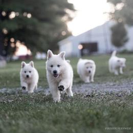 Berger Blanc Suisse Puppies from Fireside Fernweh