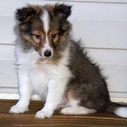 Salem - RESERVED - Sable and white male Shetland Sheepdog puppy in Frazeysburg, Ohio from Mountain High Kennels