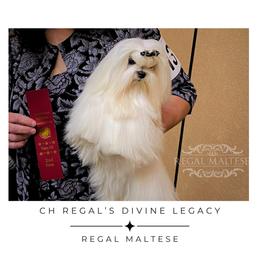 Legacy - Maltese