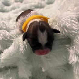 Bella - Tricolor female Shih Tzu puppy in Sebring, Florida from Amarilys ShihTzus & Poodles