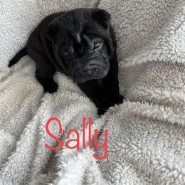 Sally - Black Chinese Shar-Pei puppy in Florida from Shar Pei Love