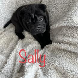 Sally - Black Chinese Shar-Pei puppy in Florida from Shar Pei Love