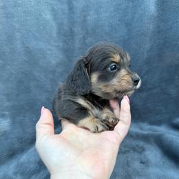 Male 1 - Blue and cream male Dachshund puppy in Martinsville, Virginia from Rea's Doxies