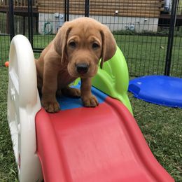 Labrador Retriever Puppies from Mountain Top View Fox Red Labs