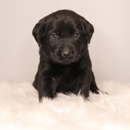 Labrador Retriever Puppies from AGL Retrievers