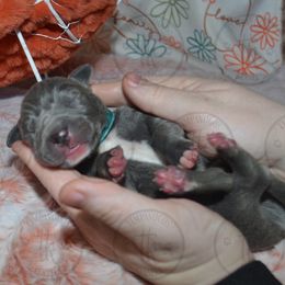 Edgar - Great Dane puppy from Timpanogos Kennels
