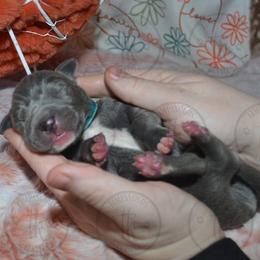Edgar - Great Dane puppy from Timpanogos Kennels
