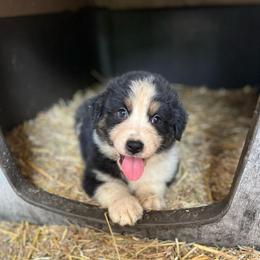 Nestle - Black tri-color male Australian Shepherd puppy in Kentland, Indiana from Pine Grove Aussies