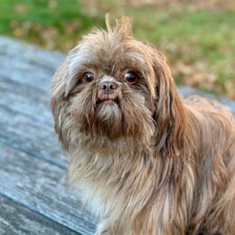 Gracey - Shih Tzu