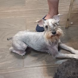 Jj - Miniature Schnauzer