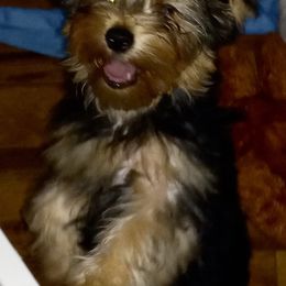 Assorted Doodle Crosses, Double Doodle, Maltipoo, Morkie, and Yorkipoo Puppies from Danza Bolo