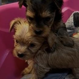 Yorkshire Terriers from Charitabee’s Yorkies