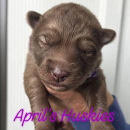 Purple collar red girl - Red and white female Siberian Husky puppy in Terre Haute, Indiana from April's Huskies