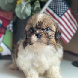 Boy 2 Sunny - Liver and white male Shih Tzu puppy in Troy, Michigan from "Shihtzu Best Friend"