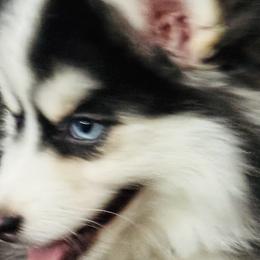 Pomskies from Grand Canyon State Pomsky