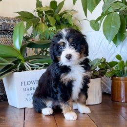 Bernedoodle and Bernese Mountain Dog Puppies from Wild Mountainside Bernedoodles