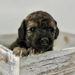Glow - Sable female Bernedoodle puppy in La Plata, Maryland from Serenity Creek Doodles