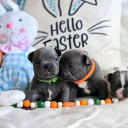 Blue Boy Orange Collar - Blue male French Bulldog puppy in Lewisburg, Tennessee from Boujie Bullies & Frenchie’s