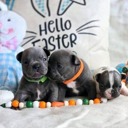 Blue Boy Orange Collar - Blue male French Bulldog puppy in Lewisburg, Tennessee from Boujie Bullies & Frenchie’s