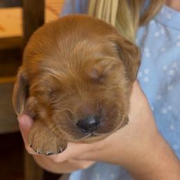 Mauve - Dark golden female Golden Retriever puppy in Smithfield, Utah from Golden Palms Puppies