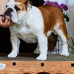 Bulldogs from Guinn’s Bulldogs
