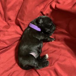 Miniature Schnauzer Puppies from Circle R Ranch