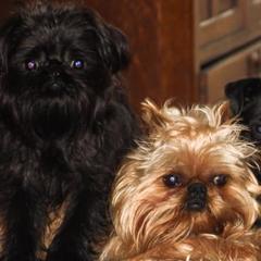 Brussels Griffon All Grown Up from Alias I Am Brussels