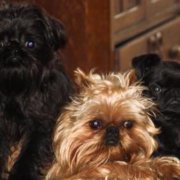 Brussels Griffon All Grown Up from Alias I Am Brussels
