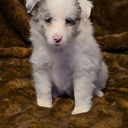 Kahuna - White blue merle and tan male Shetland Sheepdog puppy in Marshall, North Carolina from Small World Shelties